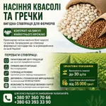 Фото Насіння квасолі та гречки. Гарантія викупу врожаю