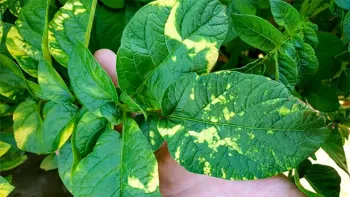 Статті користувачів Вірус Y у картоплі