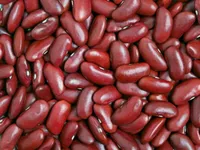 Фото Продаж сортової квасолі гуртовими партіями