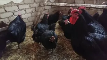 Породи курей Українська чорна
