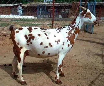 Породи кіз Барбарі