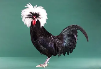 Породи курей Польська