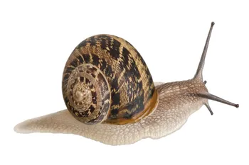 Види равликів Petit Gris ( Helix aspersa Muller )
