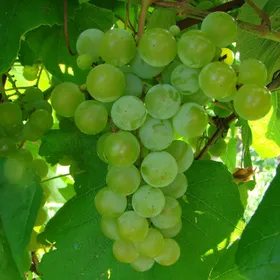 Сорти винограду Едельвейс