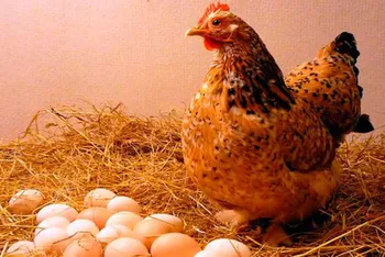 Статті користувачів Умови природного насиджування яєць
