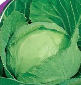 Сорти капусти Веснянка