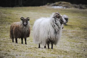 Породи овець Стара Норвезька (Old Norwegian)