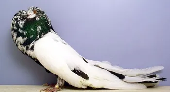 Породи голубів Старонімецький дутий