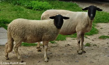 Породи овець Ренська вівця | Rhön Sheep