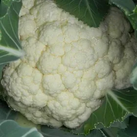 Сорти капусти Балдо F1 / Baldo F1