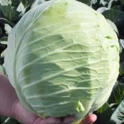 Сорти капусти Сталкер F1