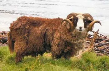 Породи овець Арапава  Острівна (Arapawa Island)