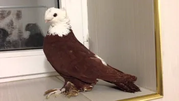 Породи голубів Благодарненські бійні