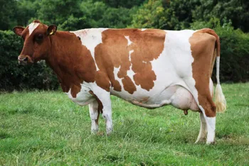 Породи корів (ВРХ) Айрширська