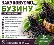 Фото Закуповуємо бузину на заморозку