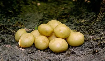 Сорти картоплі Люцера (Lucera)