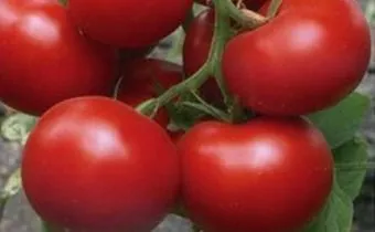 Сорти помідорів Катюша F1