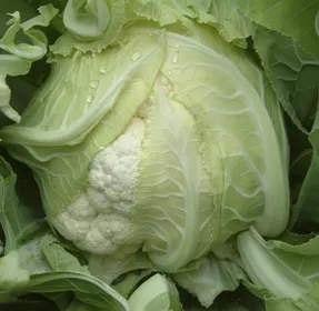 Сорти капусти Сантамарія РЦ F1 / Cantamaria RZ F1