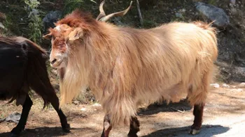 Породи кіз Сарда