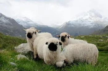 Породи овець Ру-ду-Вале | Roux du Valais