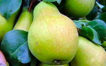 Сорти груш Мелітопольська соковита