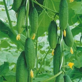 Сорти огірків Мазай F1