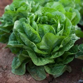 Сорти салату Амадеус РЦ / Amadeus RZ