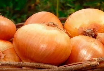 Сорти цибулі Аліса