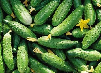 Сорти огірків Конкурент