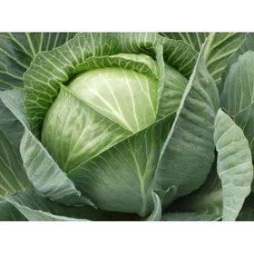 Сорти капусти Структон F1 / Strukton F1