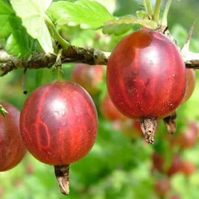 Сорти аґрусу Червонослов‘янський