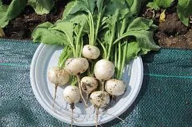 Сорти коренеплідних Редис Білі ночі