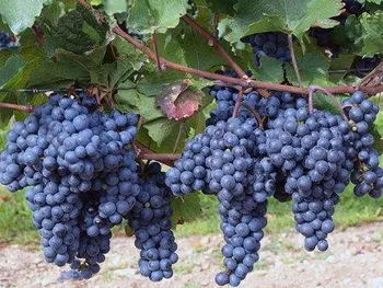 Сорти винограду Ізабелла