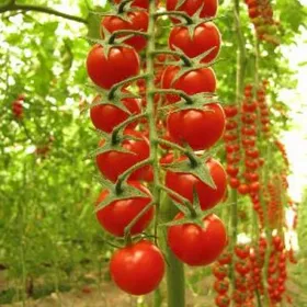 Сорти помідорів Сомма F1 / Somma F1