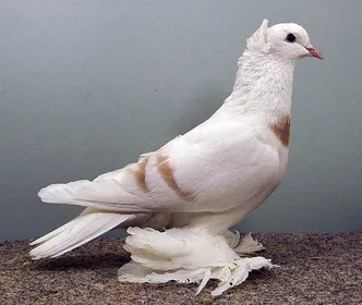 Породи голубів Саксонський Місячний голуб