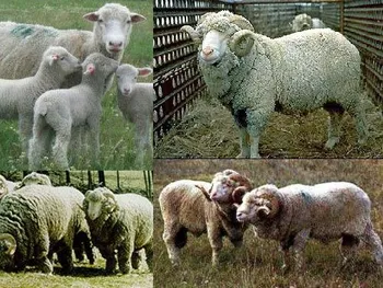 Породи овець Бурола Меріно (Booroola Merino)