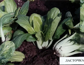 Сорти капусти Ластівка