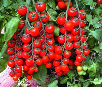 Сорти помідорів Котті F1