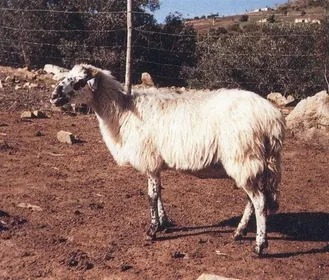 Породи овець Пінзіріта (Pinzirita)