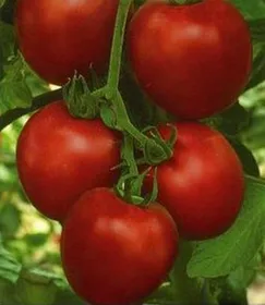 Сорти помідорів Манон F1