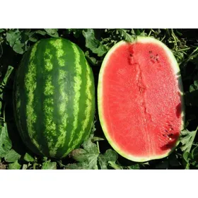 Сорти кавунів Прізматика F1 / Prismatica F1