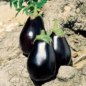 Сорти баклажану Галіне F1 / Galine F1