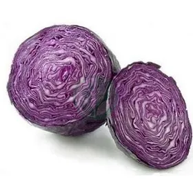 Сорти капусти Рексома РЦ F1