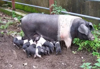 Породи свиней Базна