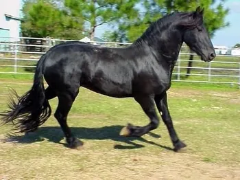 Породи коней Жемайчу (Zhemaichu)