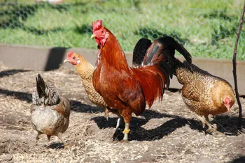 Породи курей Сицилійська