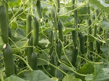 Сорти огірків Піколіно F1 / Picolino F1