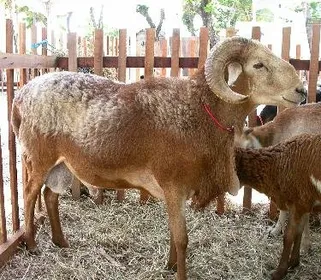 Породи овець Рабо Ларго (Rabo Largo)