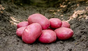 Сорти картоплі Романтика (Romantica)