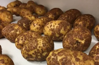 Статті користувачів Парша звичайна